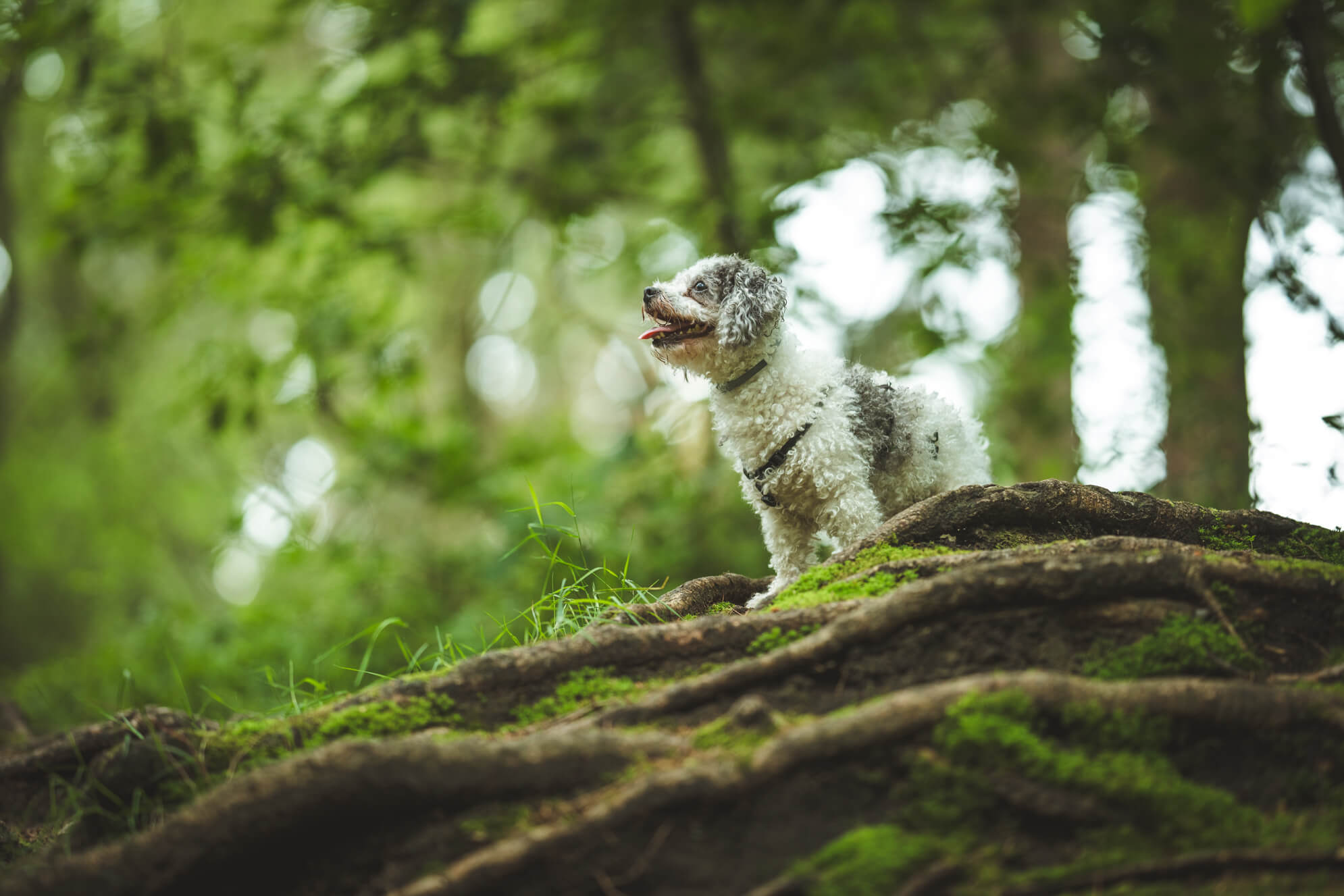 Hundefotografie Ostfriesland Leer